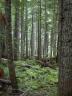 thm_09 Rainier Forest.jpg